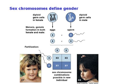 Sex Chromosomes Define Gender