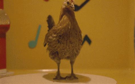 Funny Chickens Dancing