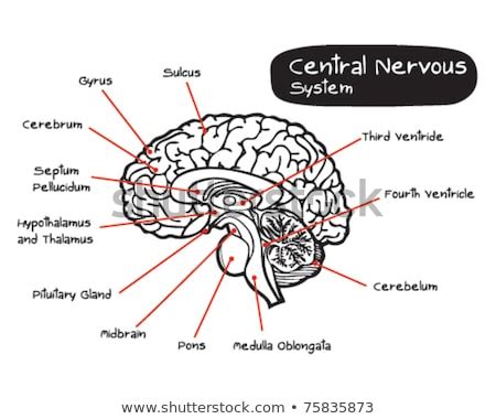 Provides protection of cns and blood vessels, contains csf. Central Nervous System Stock Vector 75835870 - Shutterstock