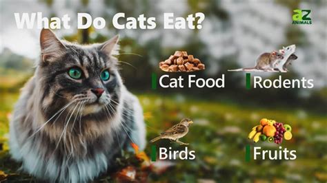 What Do Cats Eat A Z Animals