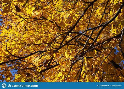 Yellow Gold Autumn Tree Autumn Season Closeup Yellow Foliage On Tree