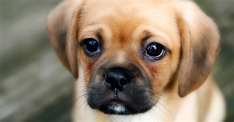 Turns Out Dogs Only Pull Puppy Dog Eyes Around Humans Metro News