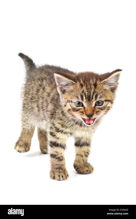 Tabby Kitten Meowing Isolated On White Background Stock Photo Alamy