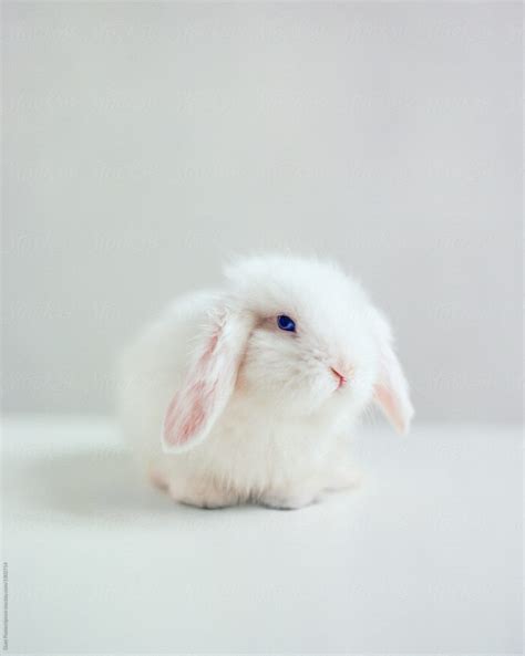 White Fluffy Rabbit By Stocksy Contributor Duet Postscriptum Stocksy