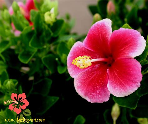 13 Fakta Bunga Raya Yang Perlu Anda Tahu Segalanya Tentang Tumbuhan