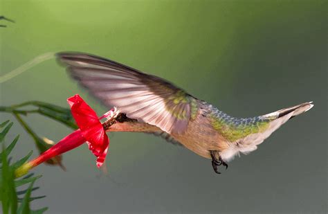 Hummingbird   Abyss