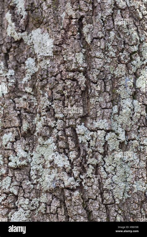 Pine Tree Bark Stock Photo Alamy