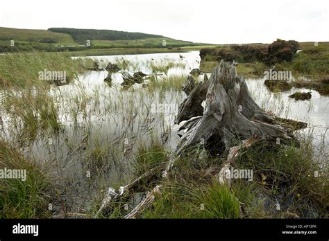 Remains Of Ancient Forest In A Peat Bog County Mayo Ireland Stock Photo