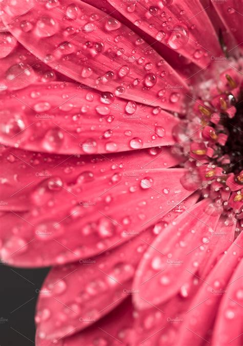 Gerbera Flower With Water Drops High Quality Nature Stock Photos