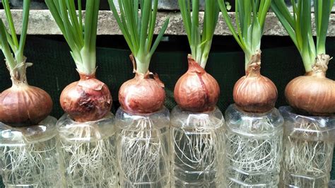 Red Onions How To Regrow Red Onions And Plant Onion Sets My Blog