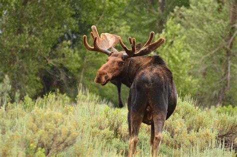 Percuter Animaux Sauvages Au Canada