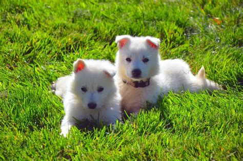Polar Bear Dog Breeds To Fall In Love With Pets Nurturing