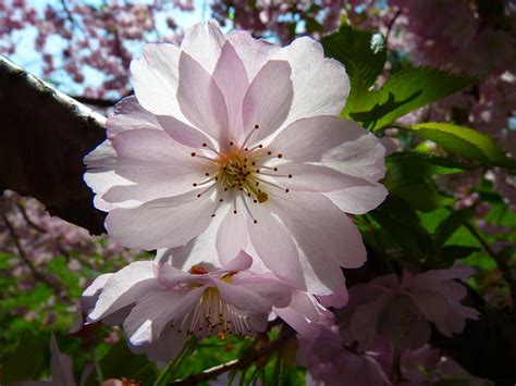 Gratis Foto Japanske Kirsebærtrær Blossom Blomst Kirsebærtre