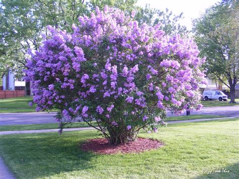 Lilac Tree Lilac Tree Flowering Trees Front Yard Landscaping