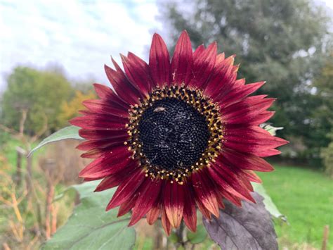9 Secrets For Growing Giant Sunflowers