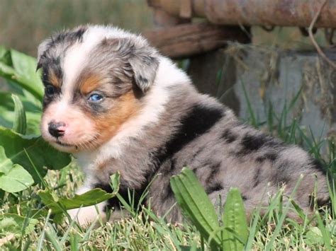 Caucasian shepherd great puppies for sale, from titled parents. Miniature Australian Shepherd Puppies for Sale ...