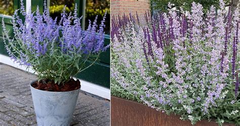 Russian Sage Vs Lavender All You Need To Know