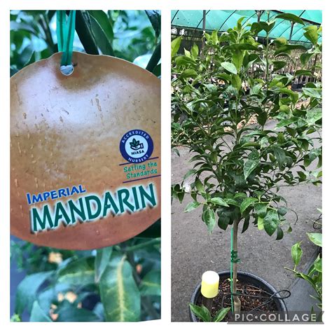 Mandarin Imperial 400mm Bravo Nursery