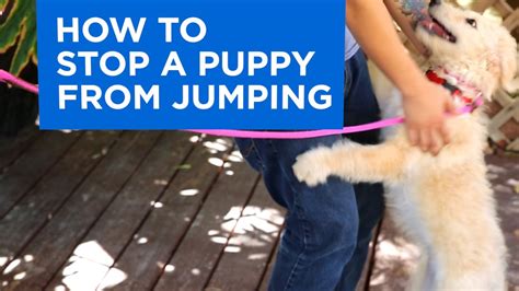 Puppy Training Biting And Jumping A Very Important Part Of Training