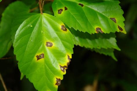 Vanhauwaert e, matthys c, verdonck l, de preter v. Pest of the Month January 2012 - Bacterial Leaf Spot of ...