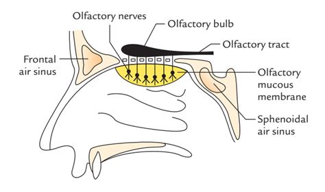 [diagram] Diagram Of Olfactory Nerve Mydiagram Online