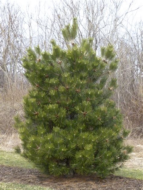 The uniqueness of the austrian pine has made it a much loved tree in the united states. Plant Inventory at 20 Timothy : Pinus nigra / Austrian Pine
