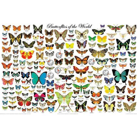 Butterflies Of The World Poster 36x24