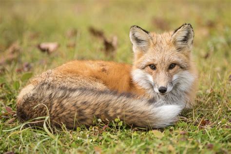 The Sierra Nevada Red Fox One Of North Americas Rarest Mammals Gains