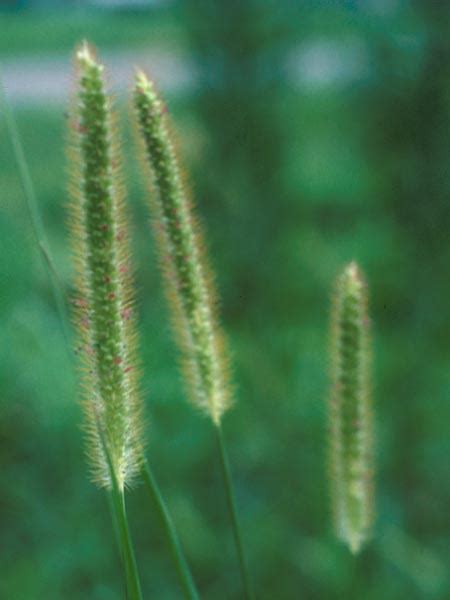 Yellow Foxtail Rutgers Njaes