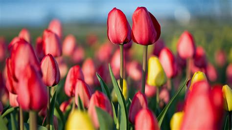 Spring Tulip Festival - Bing Wallpaper Download