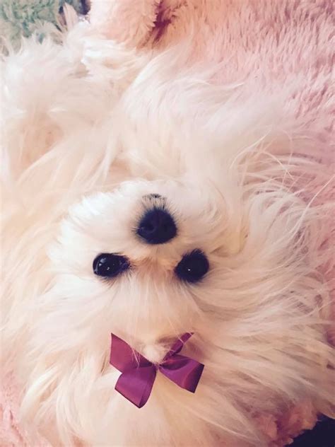 Pin By Starlingale Shelton On Maltese Teacup Puppies Maltese Maltese