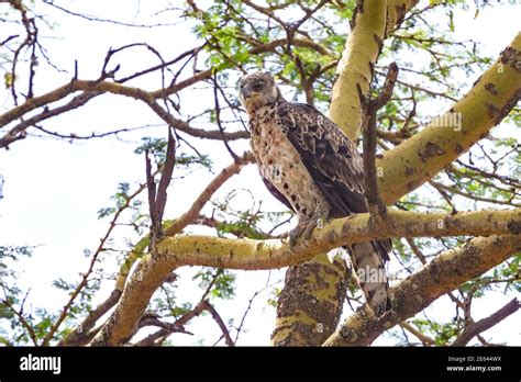 African Crowned Eagle Or Crowned Hawk Eagle Single Bird Perched In