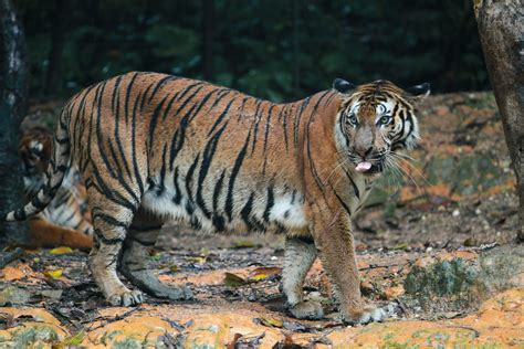 Why Are Malayan Tigers Harimau Malaya Important