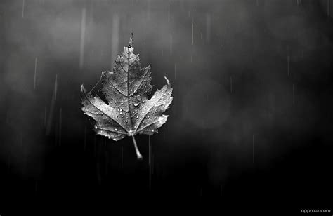 Black And White Maple Leaf Wallpaper Download Maple Leaf Hd Wallpaper