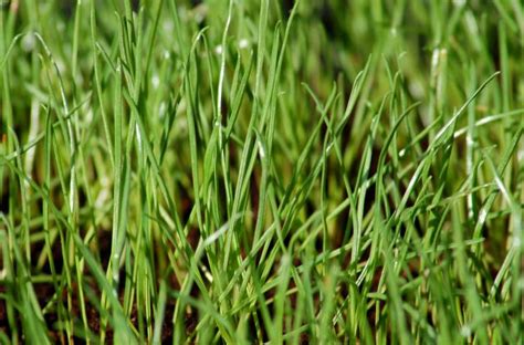 Zoysia tolerates light to medium shade, whereas bermuda grass grows well only in full sun. Can Zoysia Overtake My Lawn? | The Zoysia Farm Nurseries Blog