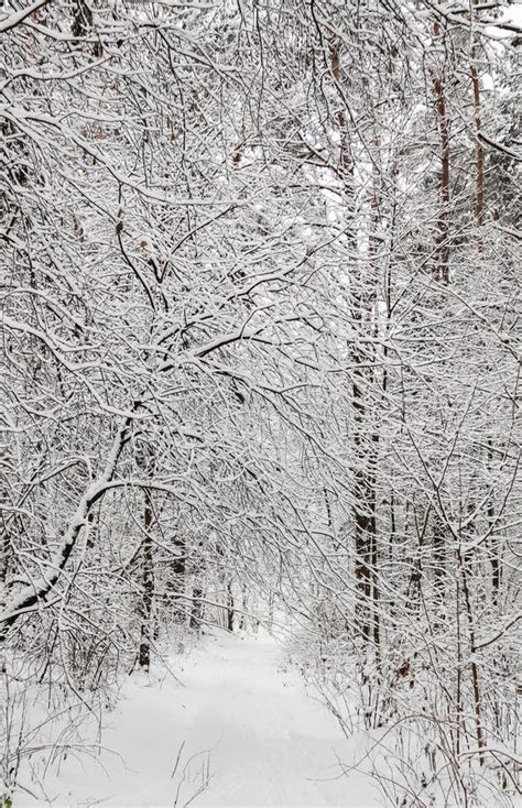 Snowy Winter Forest Snow Covered Branches Trees And Bushes Stock Photo