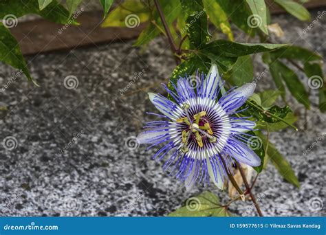 Blue Passion Flowers And Leaves In Nature Stock Image Image Of