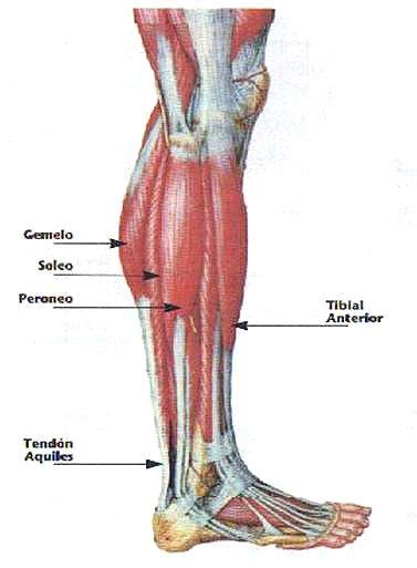Musculos De La Pierna Pantorrilla Visión Lateral Músculos Peroneos