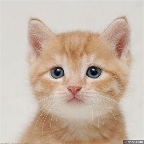 Cute Cat Innocent Face Cat Pictures