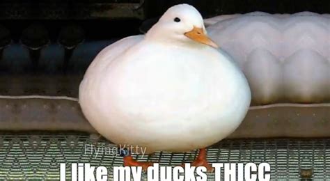 Duck Meme Wallpaper ~ Pin Von Breena Bamaca Auf Bruv Hub Goawall