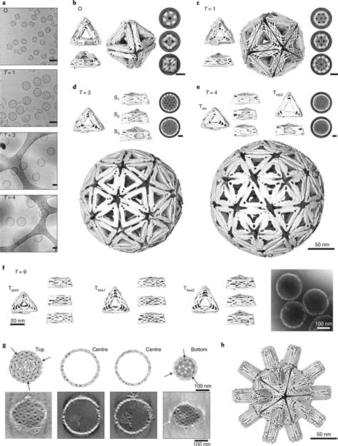 Structures Of Shells And Shell Subunits A Cryo Em Micrographs Of