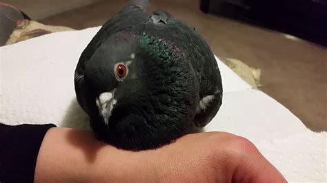 My Pigeon Relaxing With Me Youtube