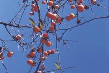 It was a delicacy of the imperial court that today is often eaten canned and much less often available fresh. Cold Climate Persimmon Trees | Home Guides | SF Gate