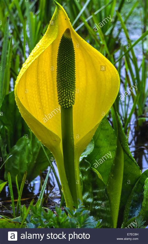 Skunk Cabbage The Yellow Flower Growing In Marshland Western Scotland