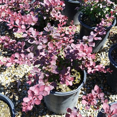 Berberis Thunbergii F Atropurpurea Japanese Barberry Mid Valley Trees