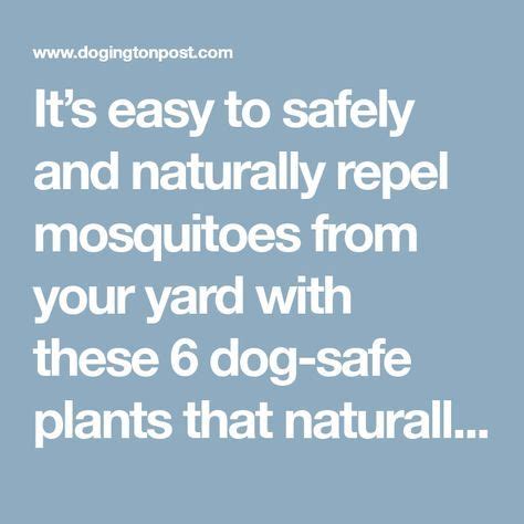 It's easy to safely and naturally repel mosquitoes from your yard with ...
