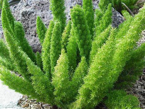 It is an asparagus, therefore unlike other ferns; Asparagus densiflorus 'Myers' | Foxtail fern, Plants ...