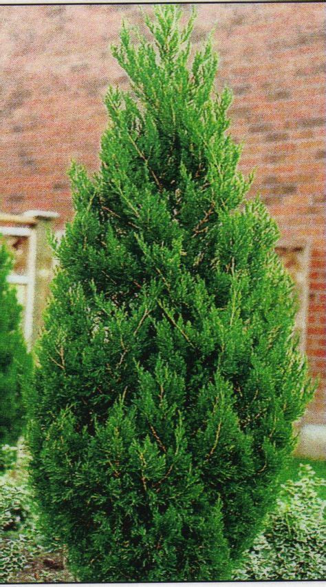 spartan juniper 3m high fast growing compact pyramidal evergreen with rich dark green needle