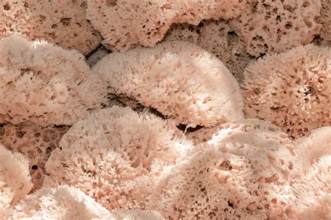 The Guide To Natural Sponges What Actually Works