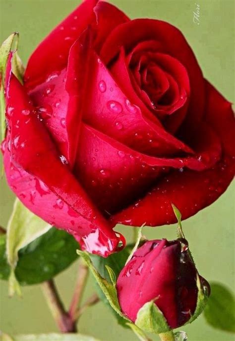 Red Rose Buds Flowers Pinterest